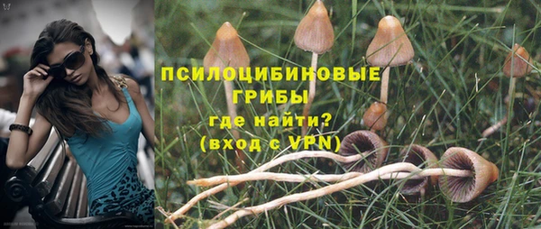 стаф Алзамай